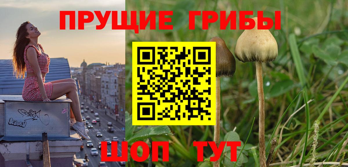 Псилоцибиновые грибы мицелий Бутурлиновка